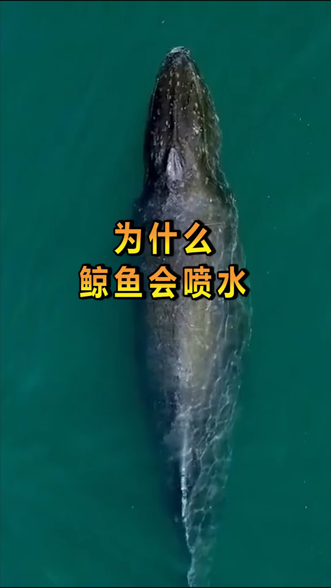 鲸鱼为什么会喷水?原来是它独特的身体构造,看完真是涨知识了!