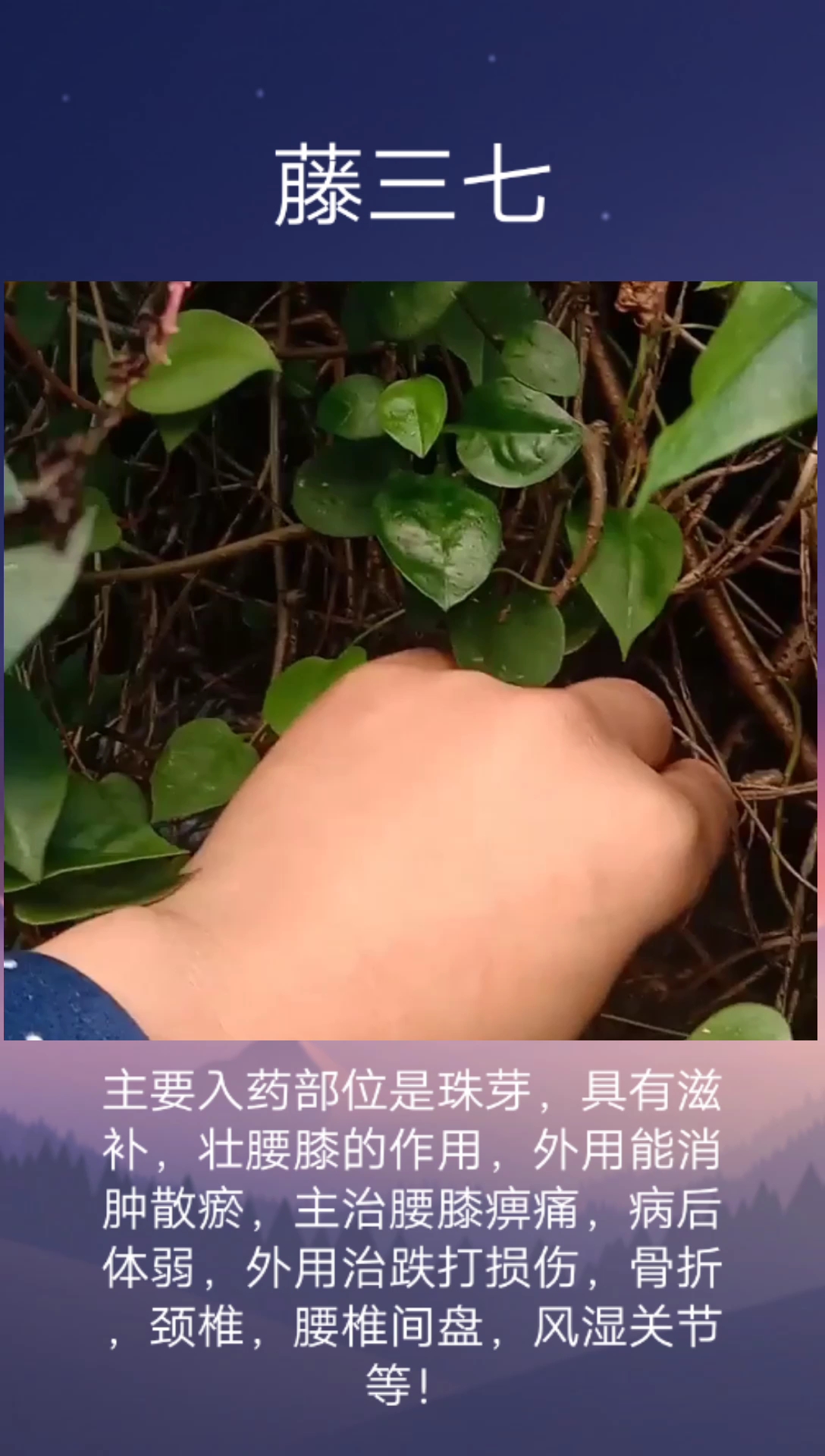农村遍地都是,你知道它的功效吗?