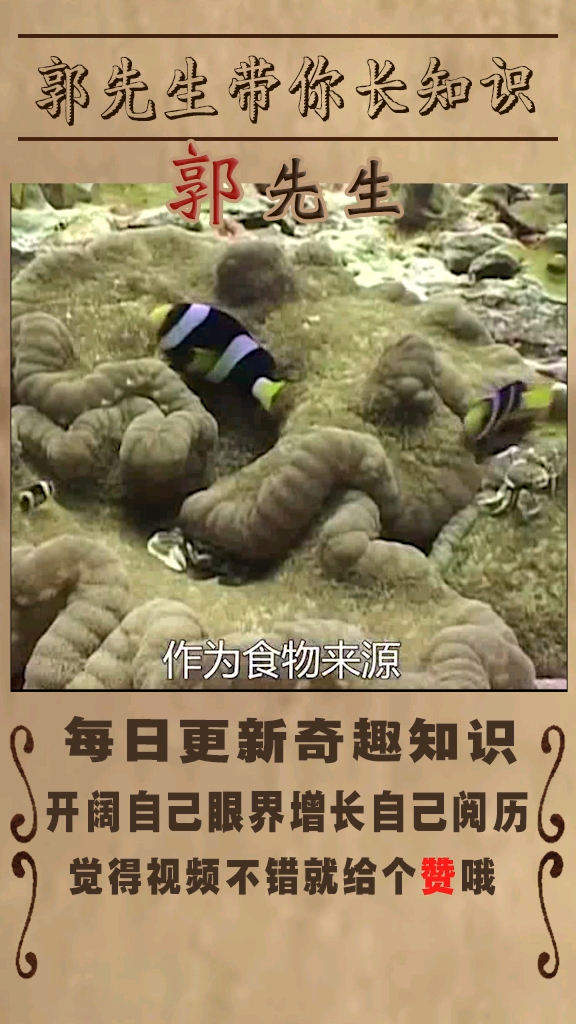 神奇的跨种族友谊之小丑鱼和海葵