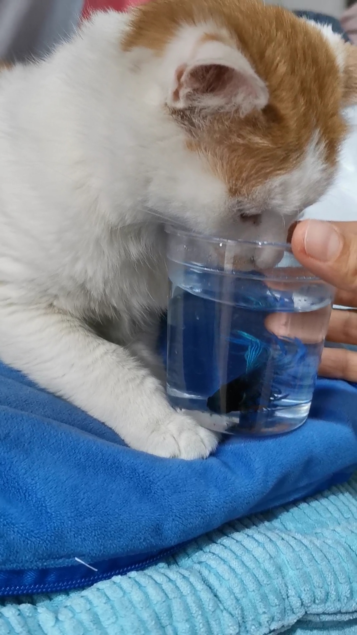 让猫姐看看我新买的斗鱼,这可好直接喝上了