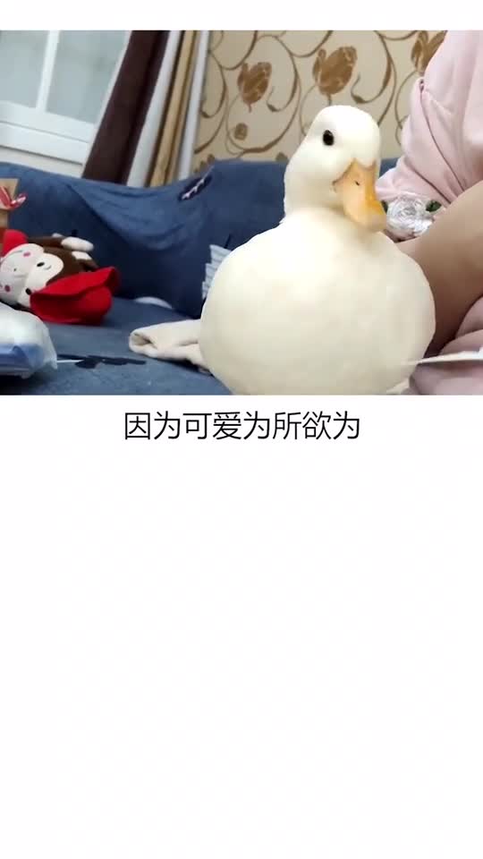 柯尔鸭王思聪养的鸭子,价格就不用问了吧?