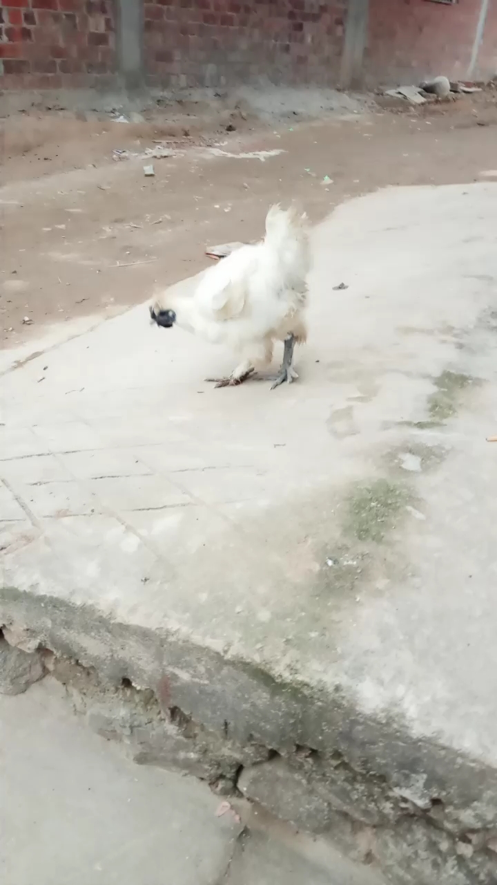 有人知道这是什么品种吗?