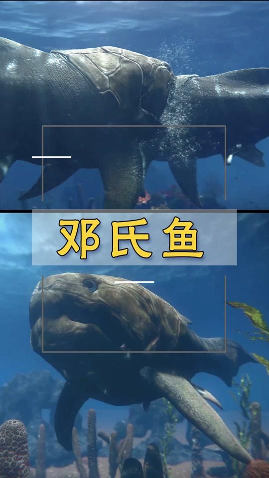 #史前巨兽 邓氏鱼也叫恐鱼,生存于泥盆纪时代,是当时海洋里的顶级掠食者