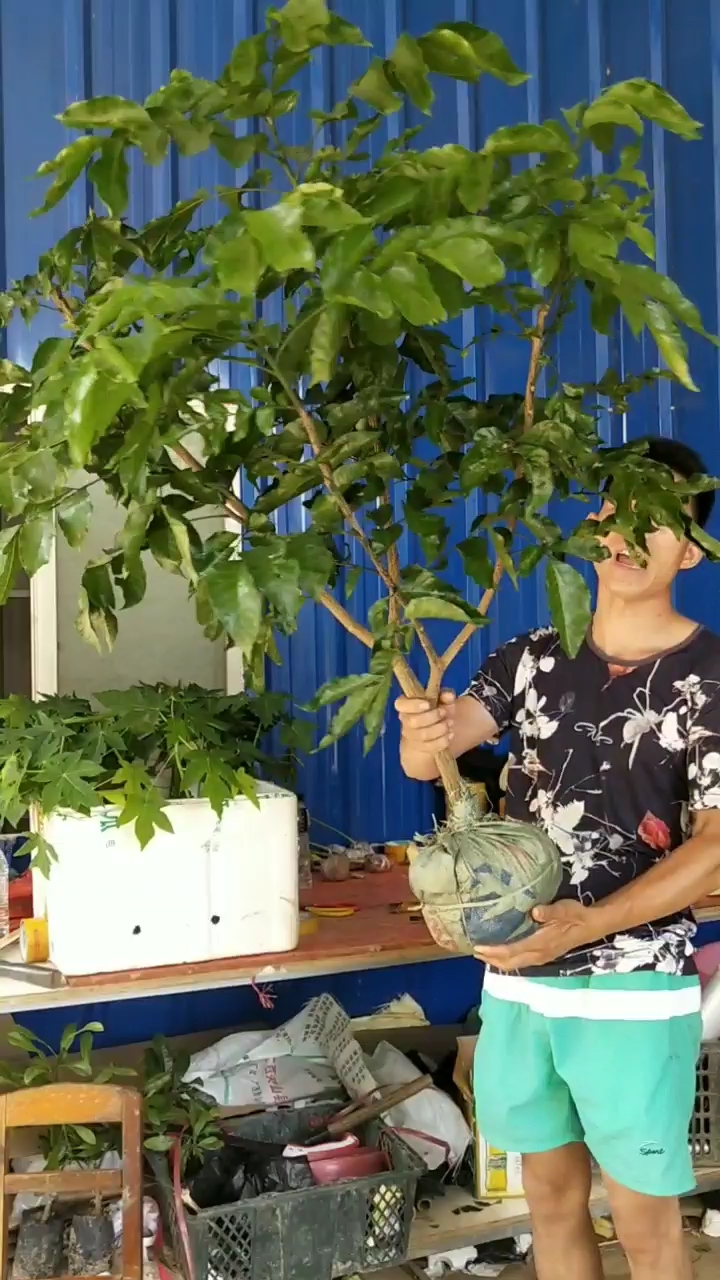 黑黄皮果,果实口感特别鲜甜可口,树型好看,分枝很多,成活率非常好