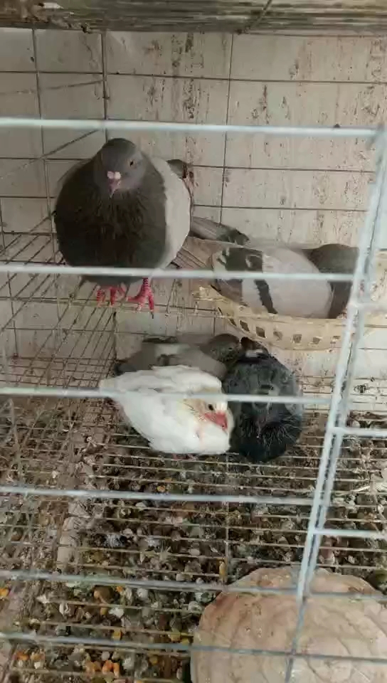 高产肉鸽种鸽抗病强繁殖好 