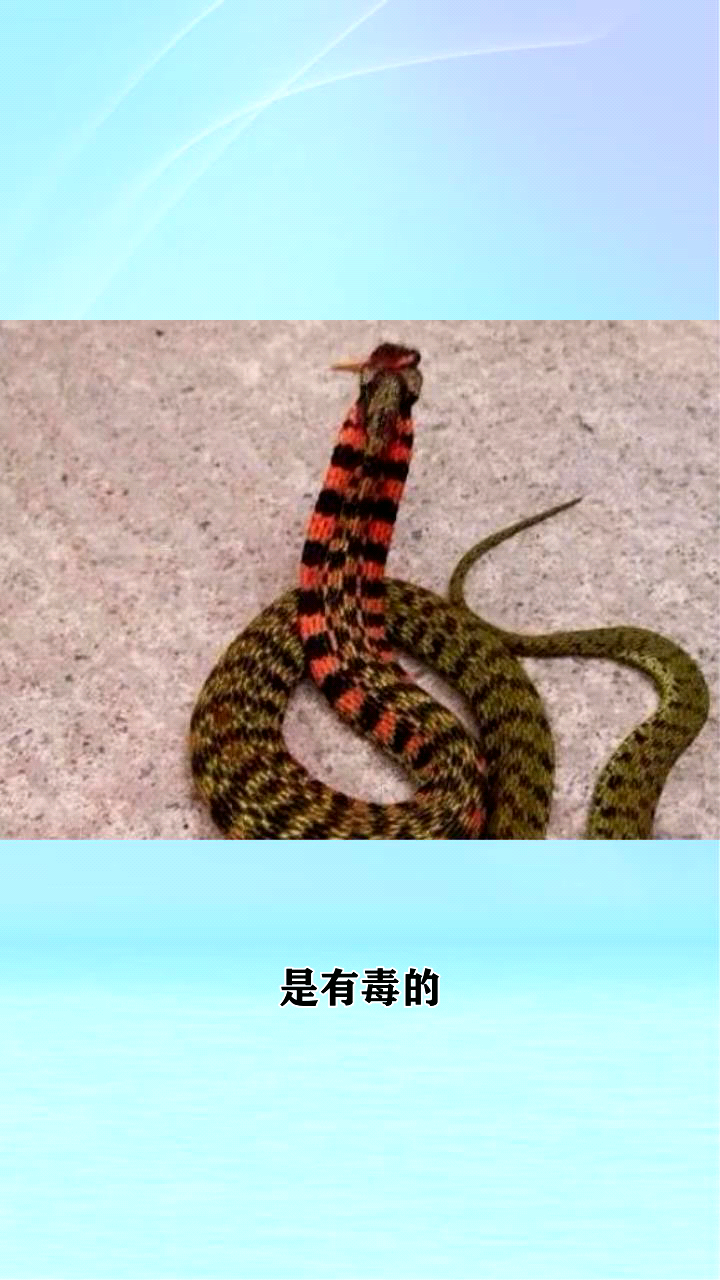 野鸡脖子蛇有毒吗?
