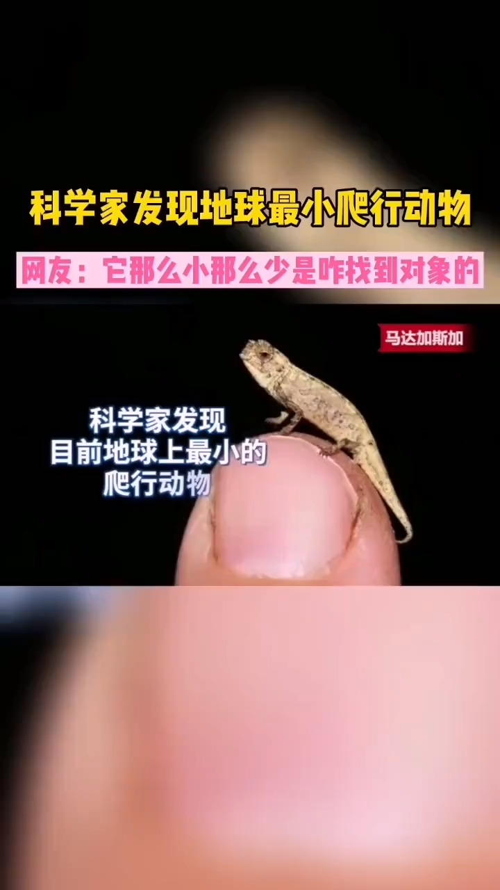 地球最小爬行动物被发现,体长仅22毫米只有瓜子大