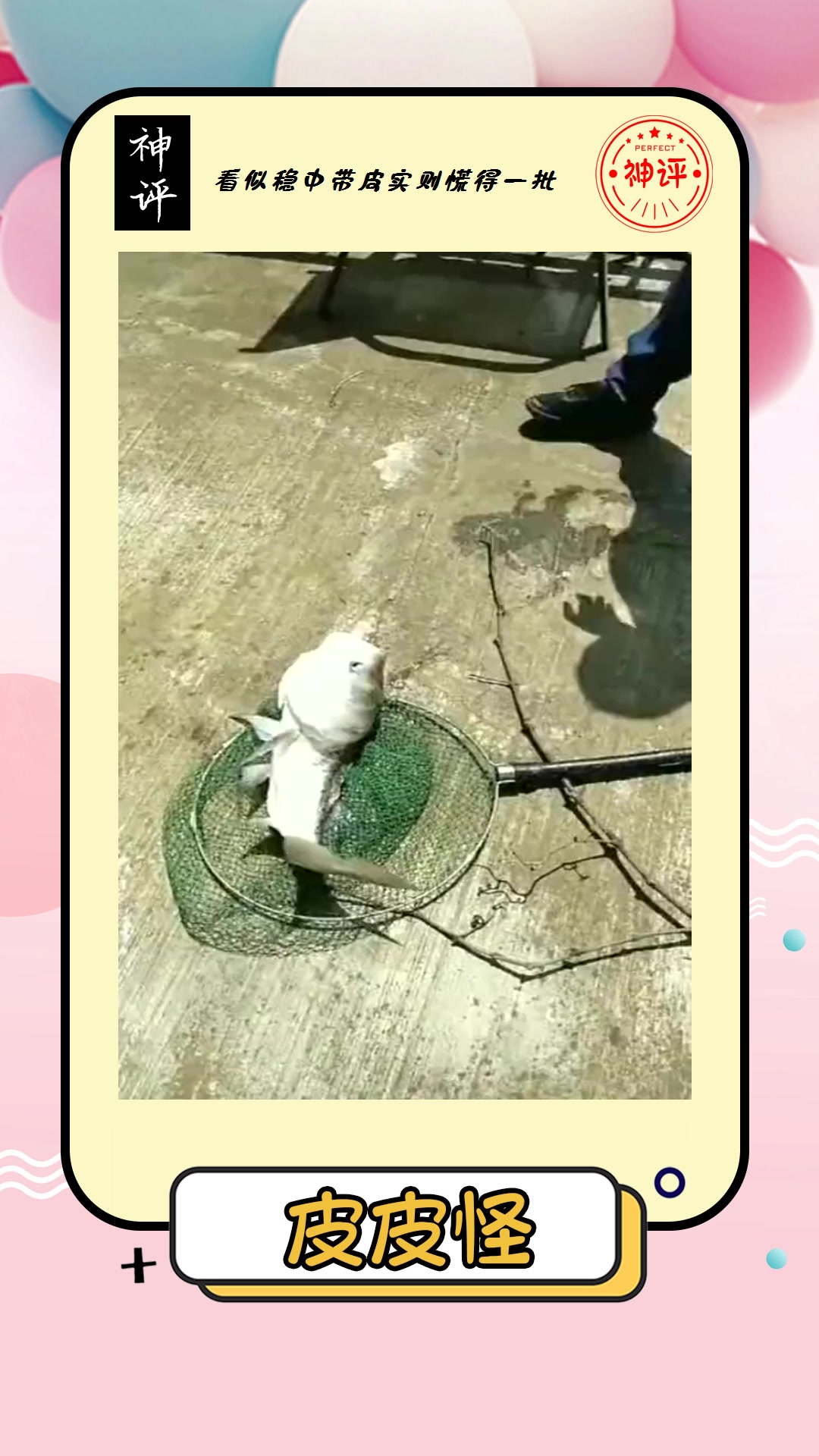 #搞笑#这是我钓过最诡异的鱼长了这么大的头身子却这么小