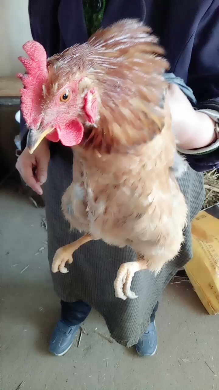 分享视频