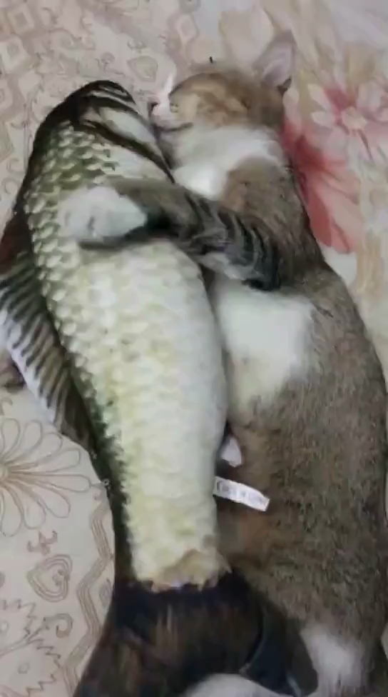 #神宠来袭#猫爱上鱼!