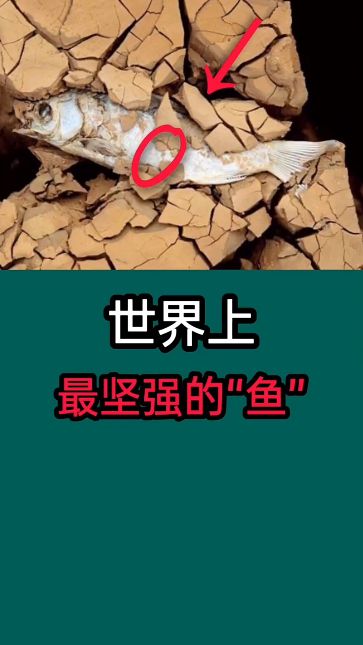 世界上最坚强的鱼,你见过吗?