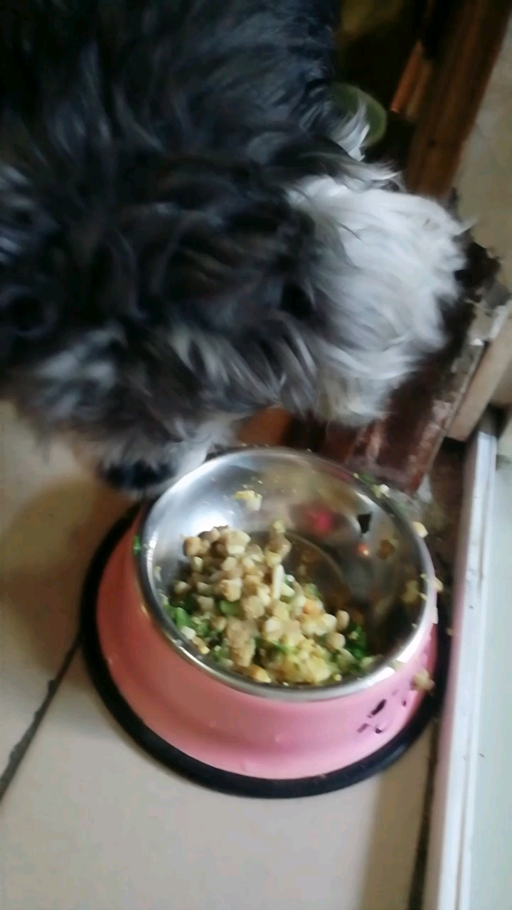 狗粮,鱼籽,蔬菜,苹果,狗狗吃的好香