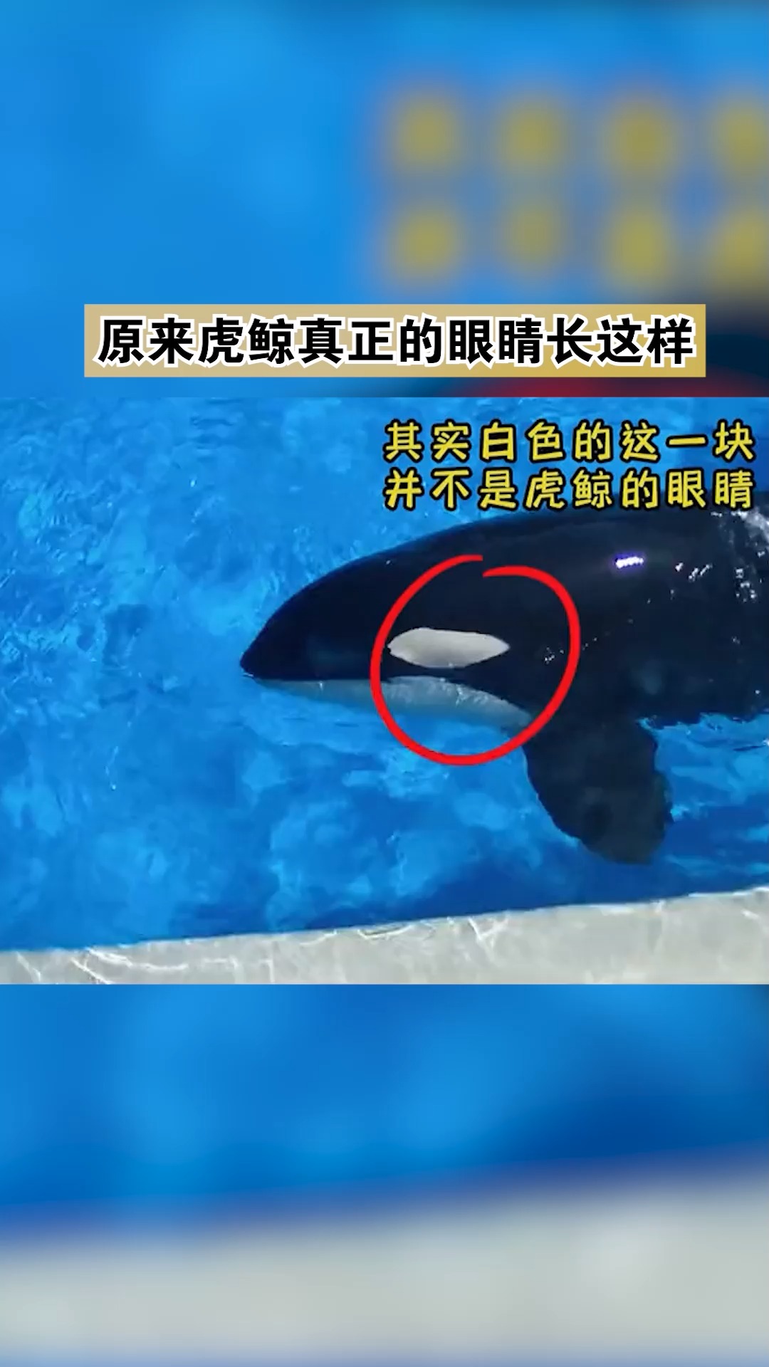 #春雨小视频计划#原来虎鲸真正的眼睛长这样