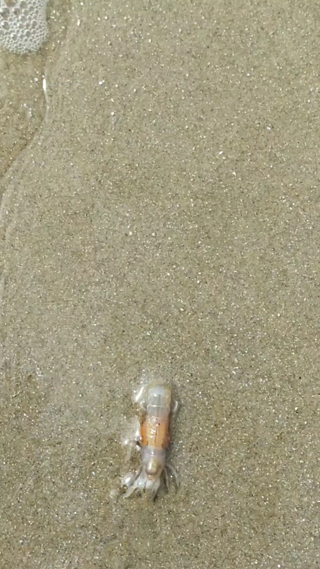 海里有很多这样的小虾