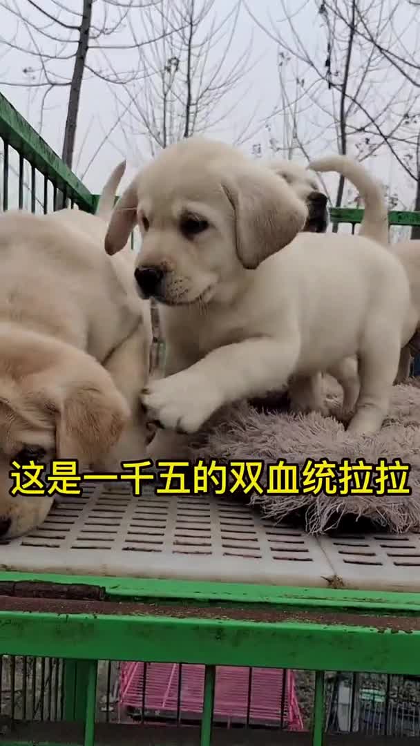 #我要上热门#.可爱的小金毛可爱的小动物动物头像