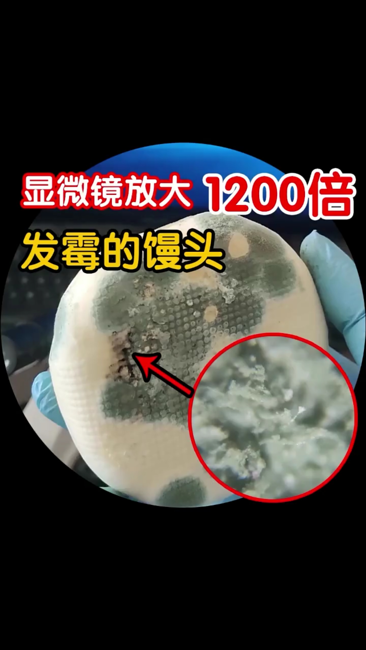 发霉馒头放大