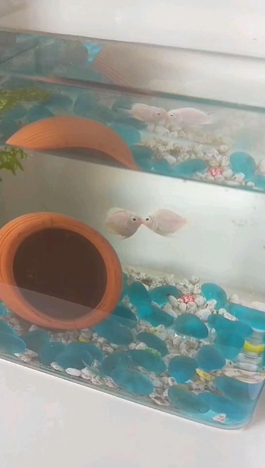 分享视频