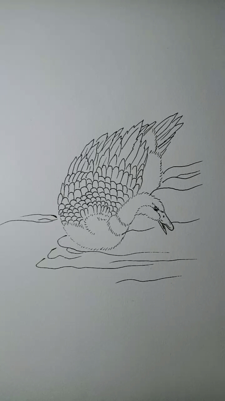 #一看就会的白描画#白描鸭子教程