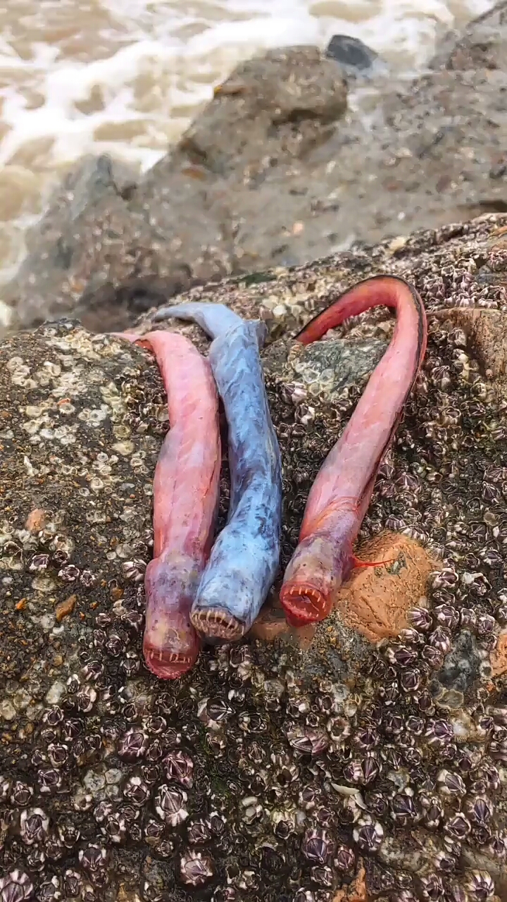 三条火枪吗?