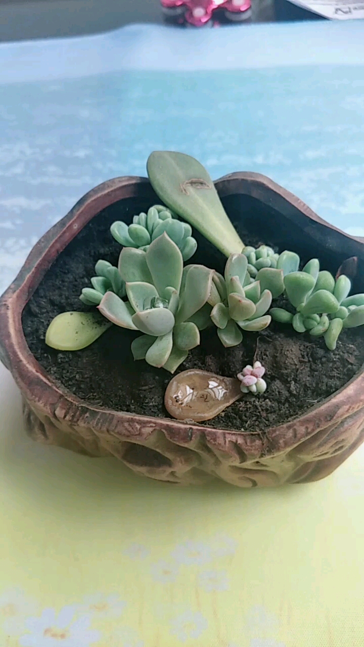 多肉拼盘
