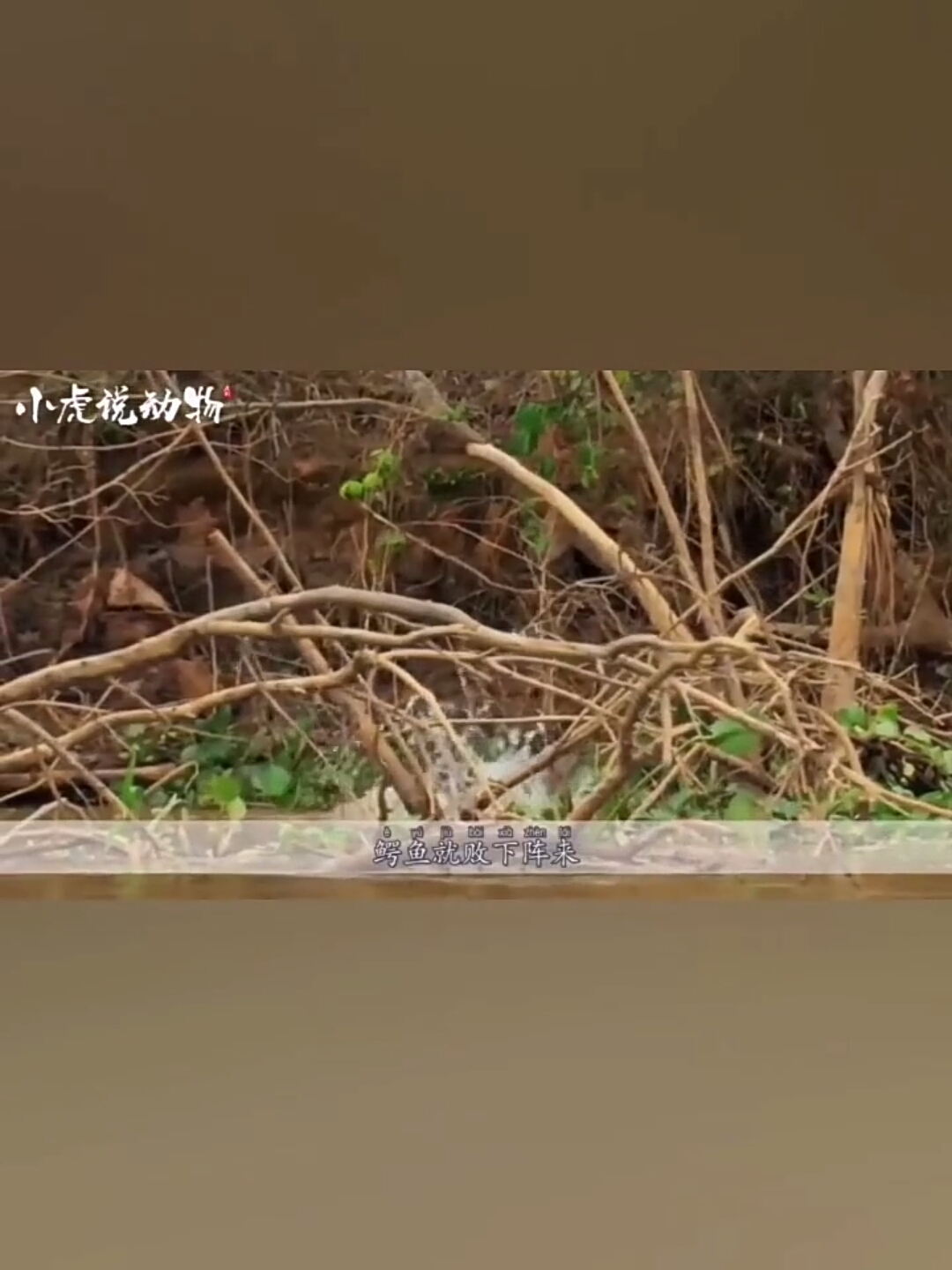#动物世界#美洲豹大战鳄鱼