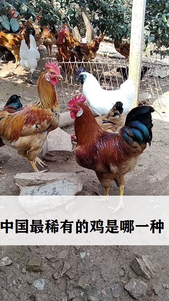 走进秘密的动物世界,中国最稀有的鸡是哪一种