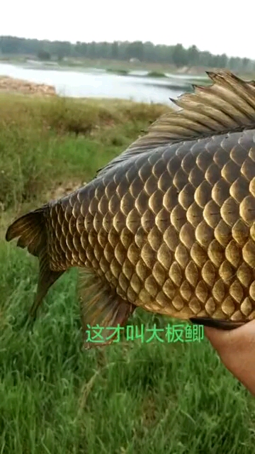 #美食看中国#野生大板鲫鱼