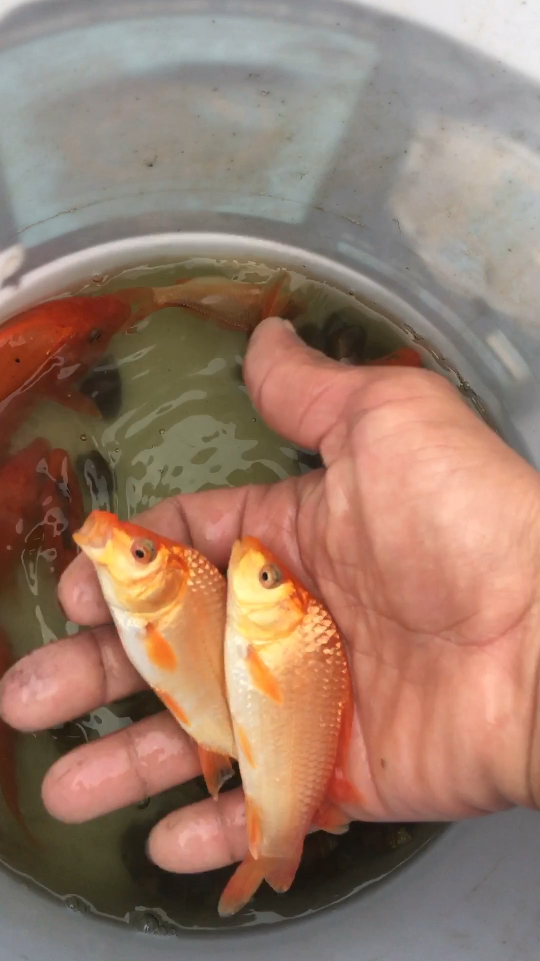 漂亮的小红鲤,刚抓到的带回家养