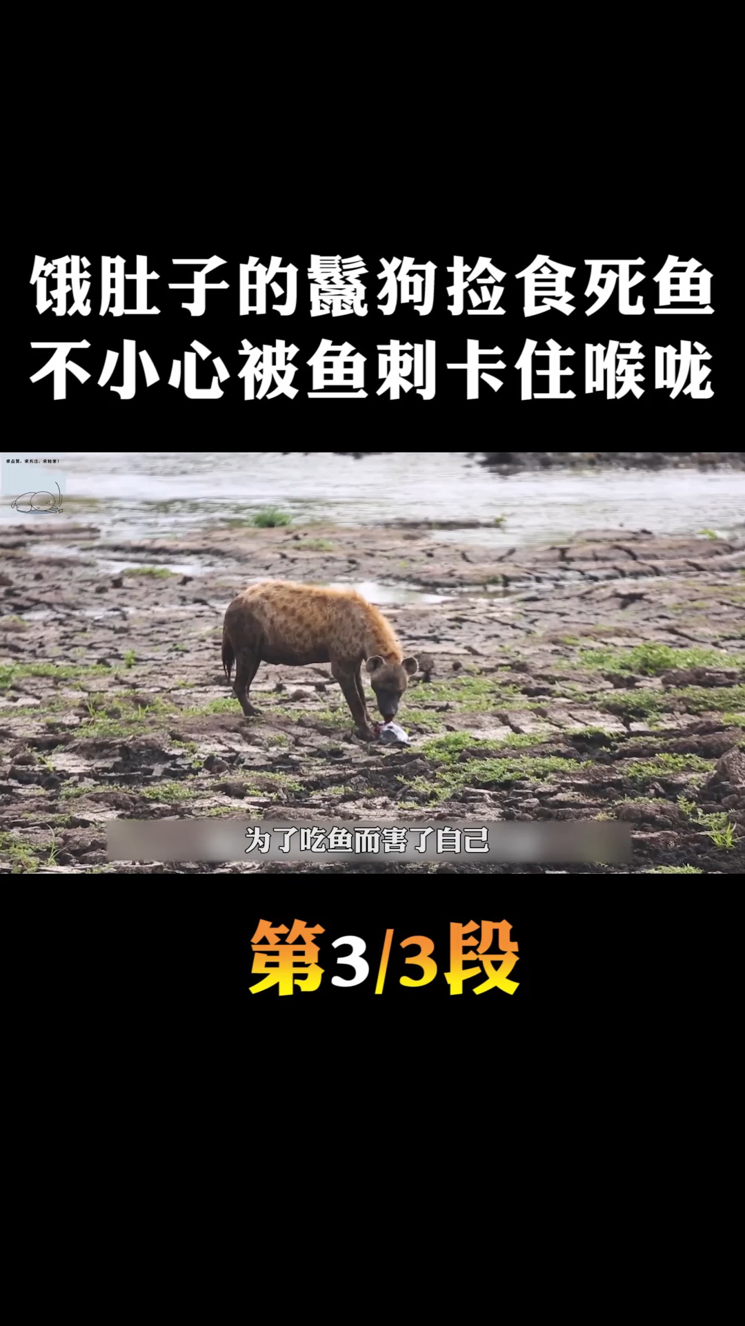#动物世界#饿肚子的鬣狗,捡食死鱼狼吞虎咽,但不小心被鱼刺卡住喉咙3