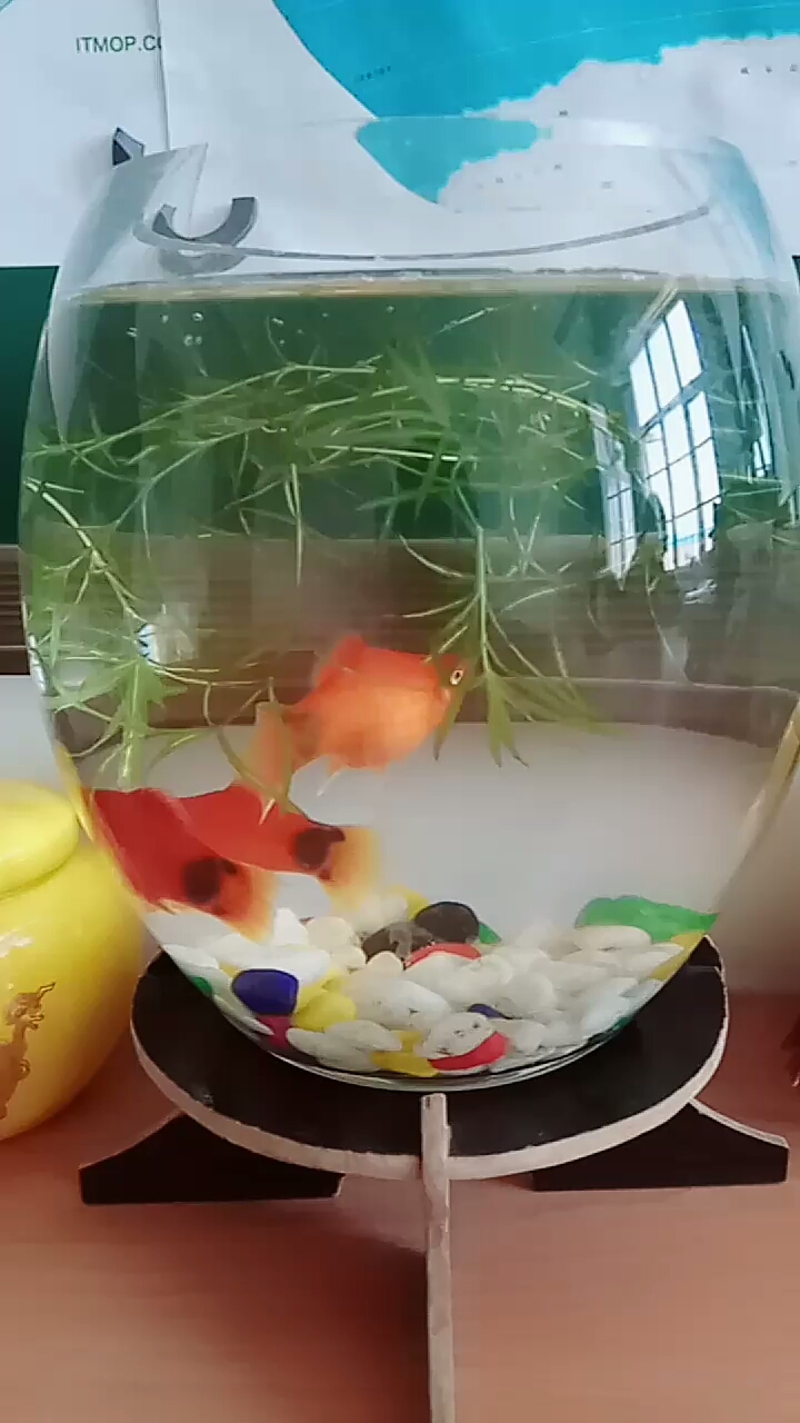 不知道能养多长时间?