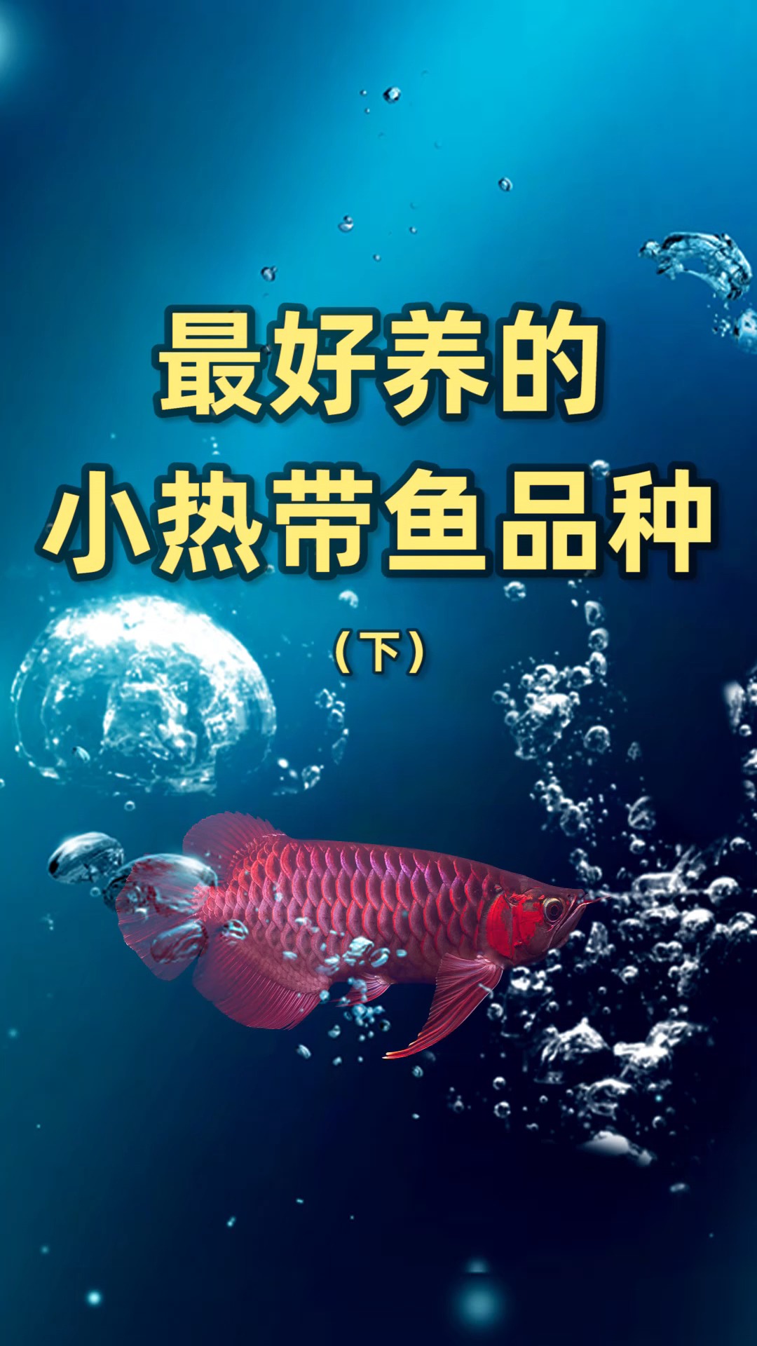 #观赏鱼#最好养的热带鱼,谁能养s摄影师倒立吃辣椒