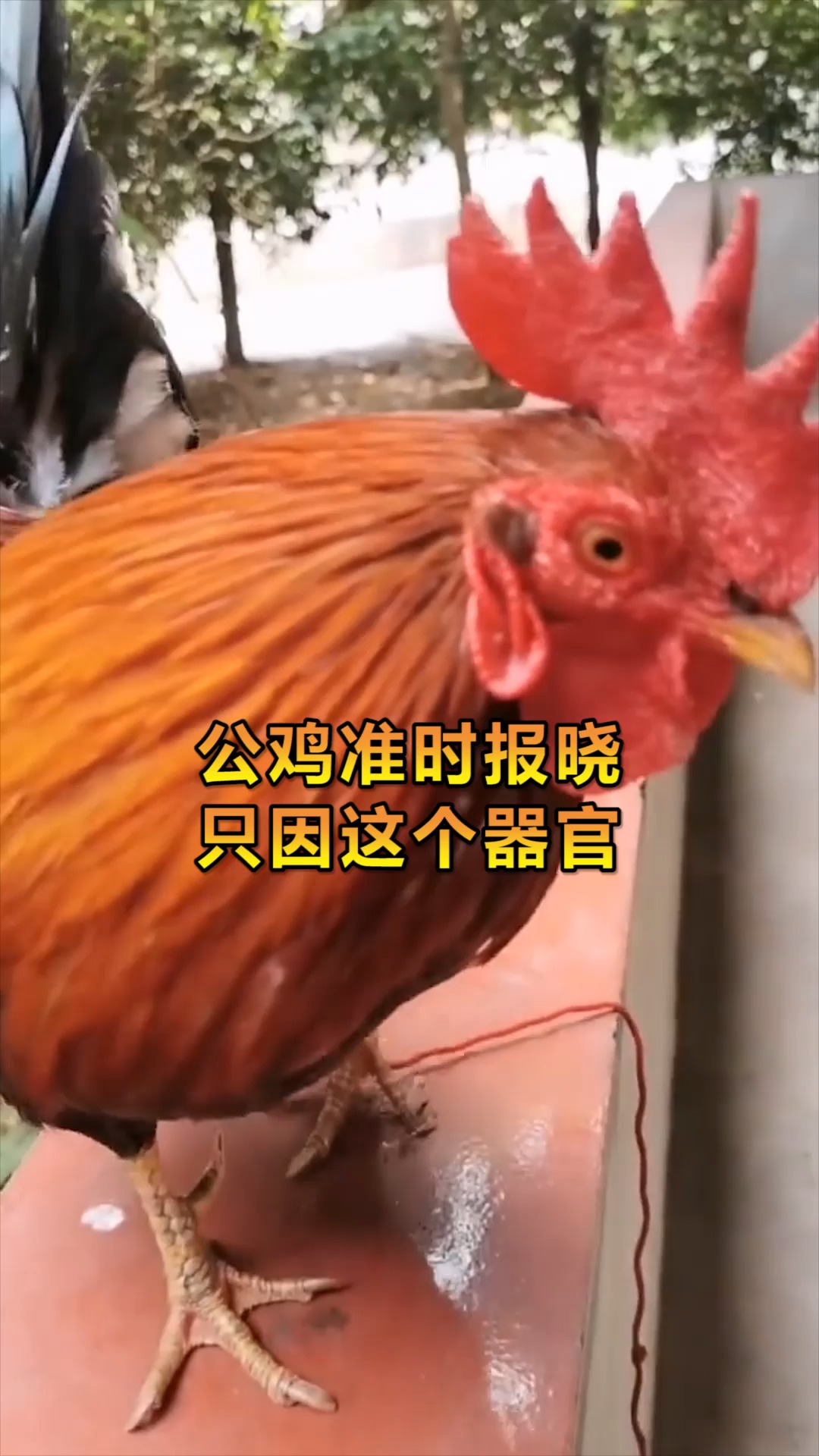 #奇趣#公鸡准时报晓是有原因的,看完我明白了,只因脑中有这块东西