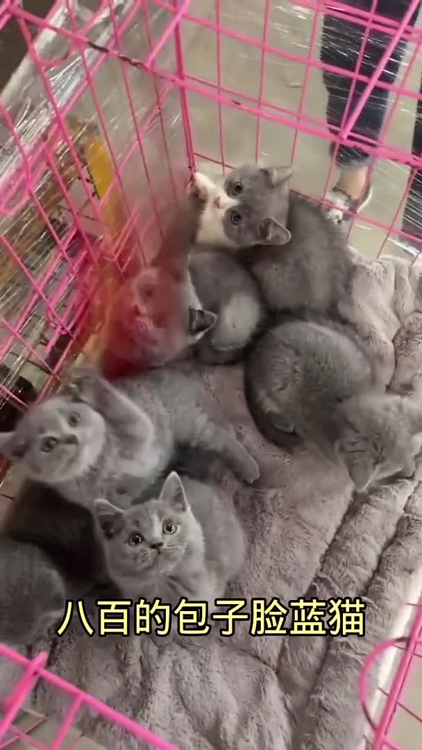 #我要上热门#.动物头像萌宠推荐官萌宠推荐官今天的蓝猫不错,都是大包子脸