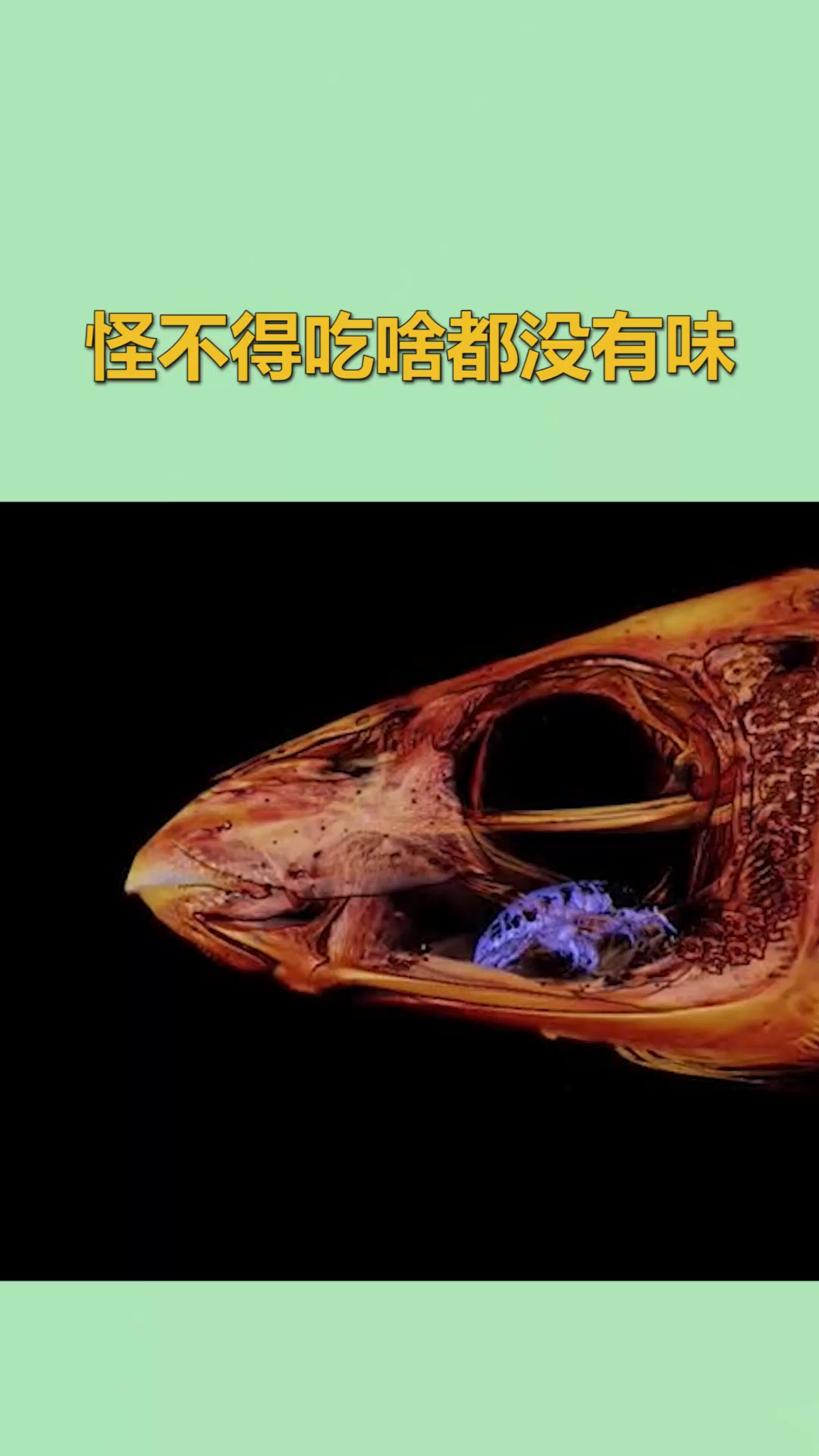 #我要上热门#寄生虫寄生鱼嘴,取代舌头与之共存