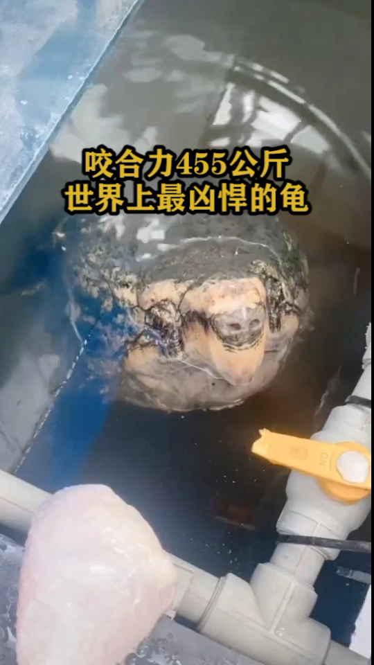 咬合力455公斤世界上最凶悍的龟