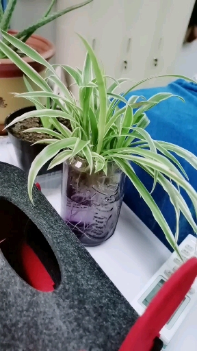 #音为有你#企鹅