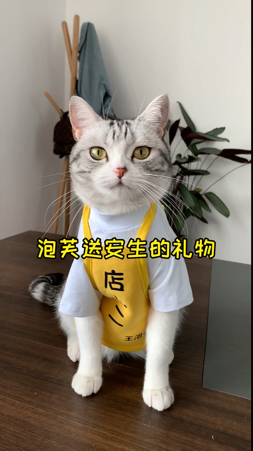 #拆快递#带着芙芙给安生送生日礼物喽 希望两个小可爱能在一起玩耍