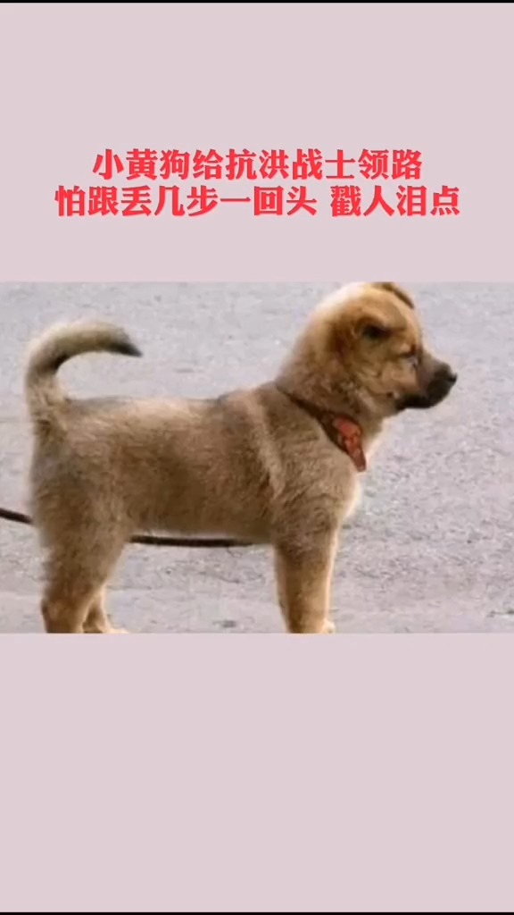 这种陪伴了我们民族几千年的中华田园犬,他们是最忠诚也最通灵性的