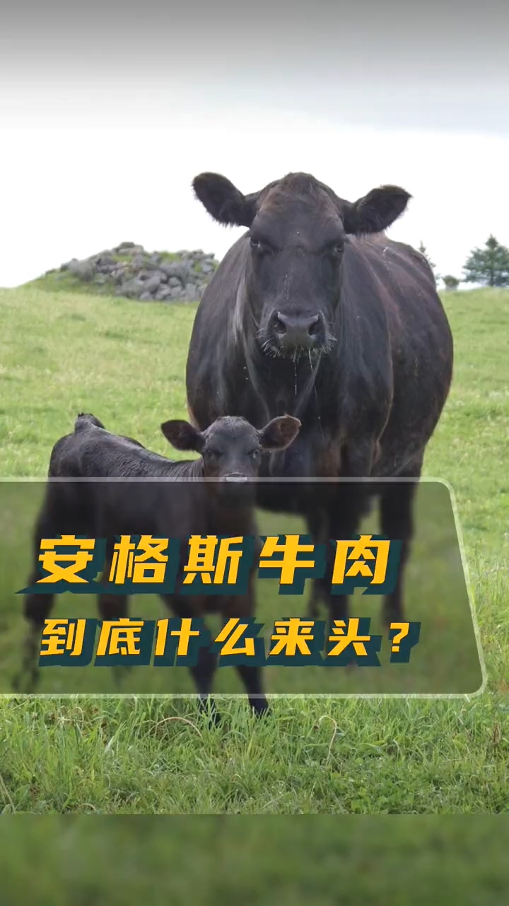#涨知识#麦当劳新品“意式黑醋安格斯”什么来头?