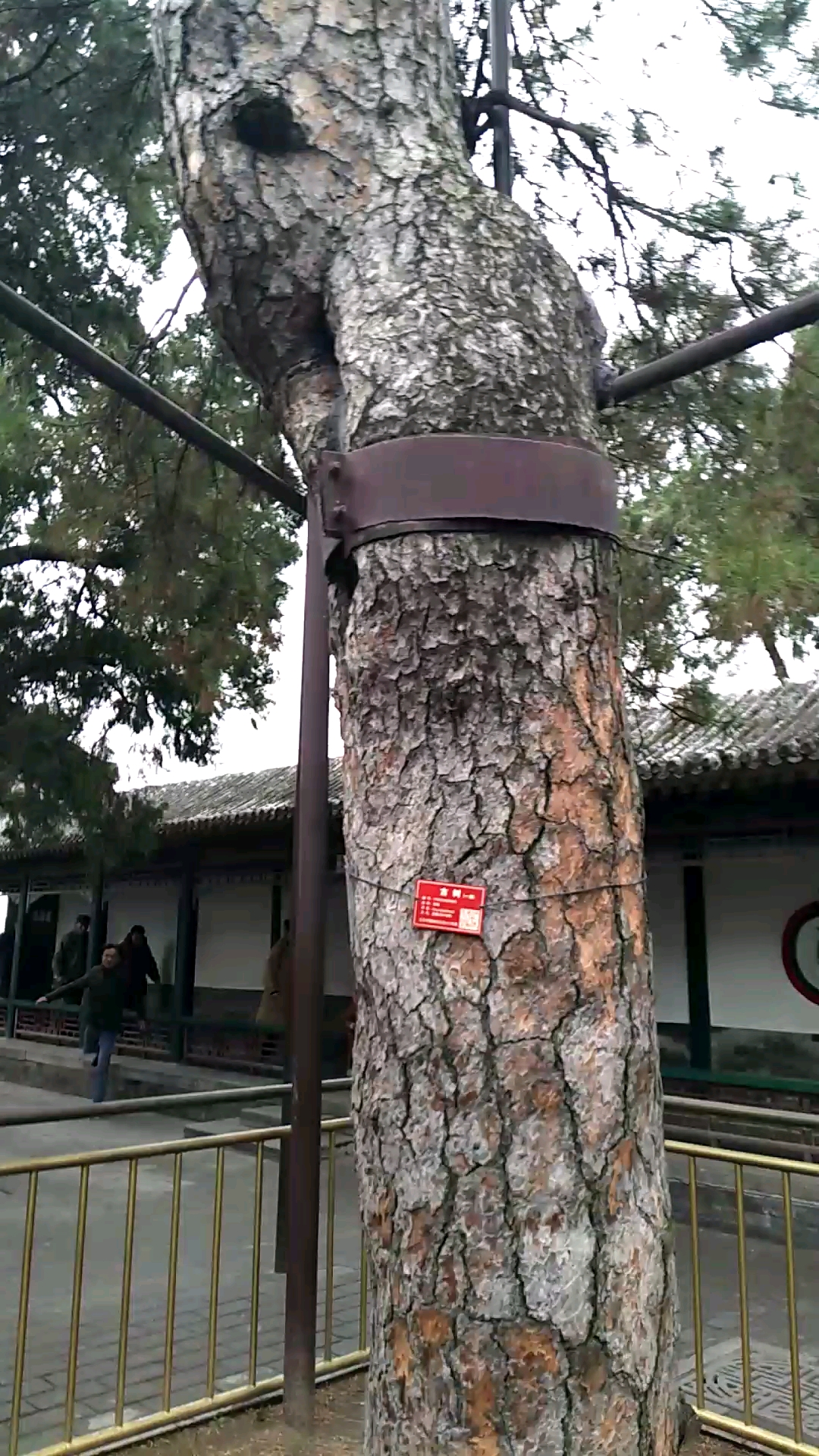 #带上全民去旅行#凤尾松