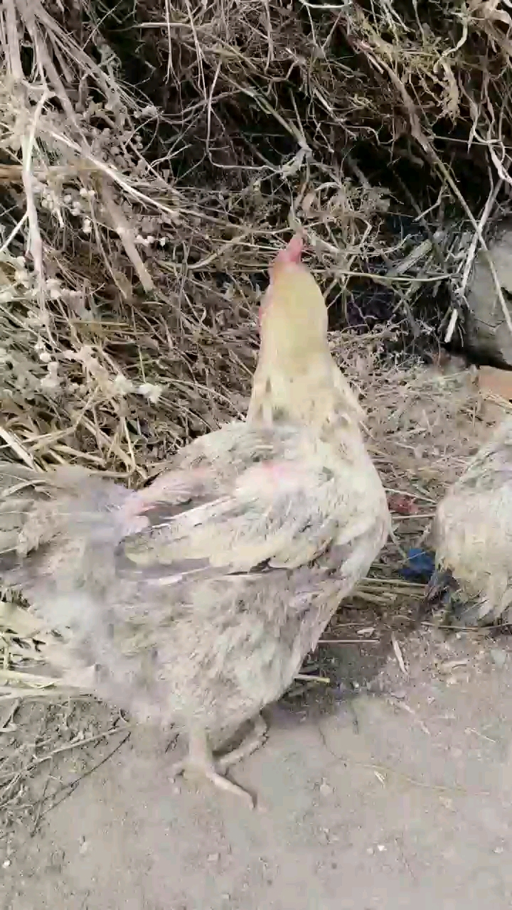 鸡的后背让鹅给钳的秃了毛了