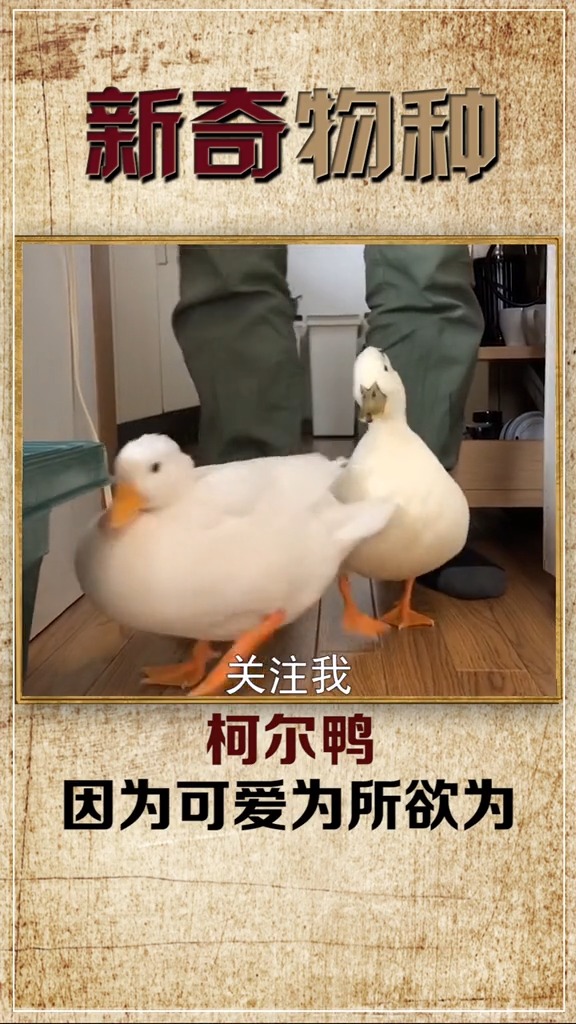 王校长的鸭子,烤着吃会香吗?