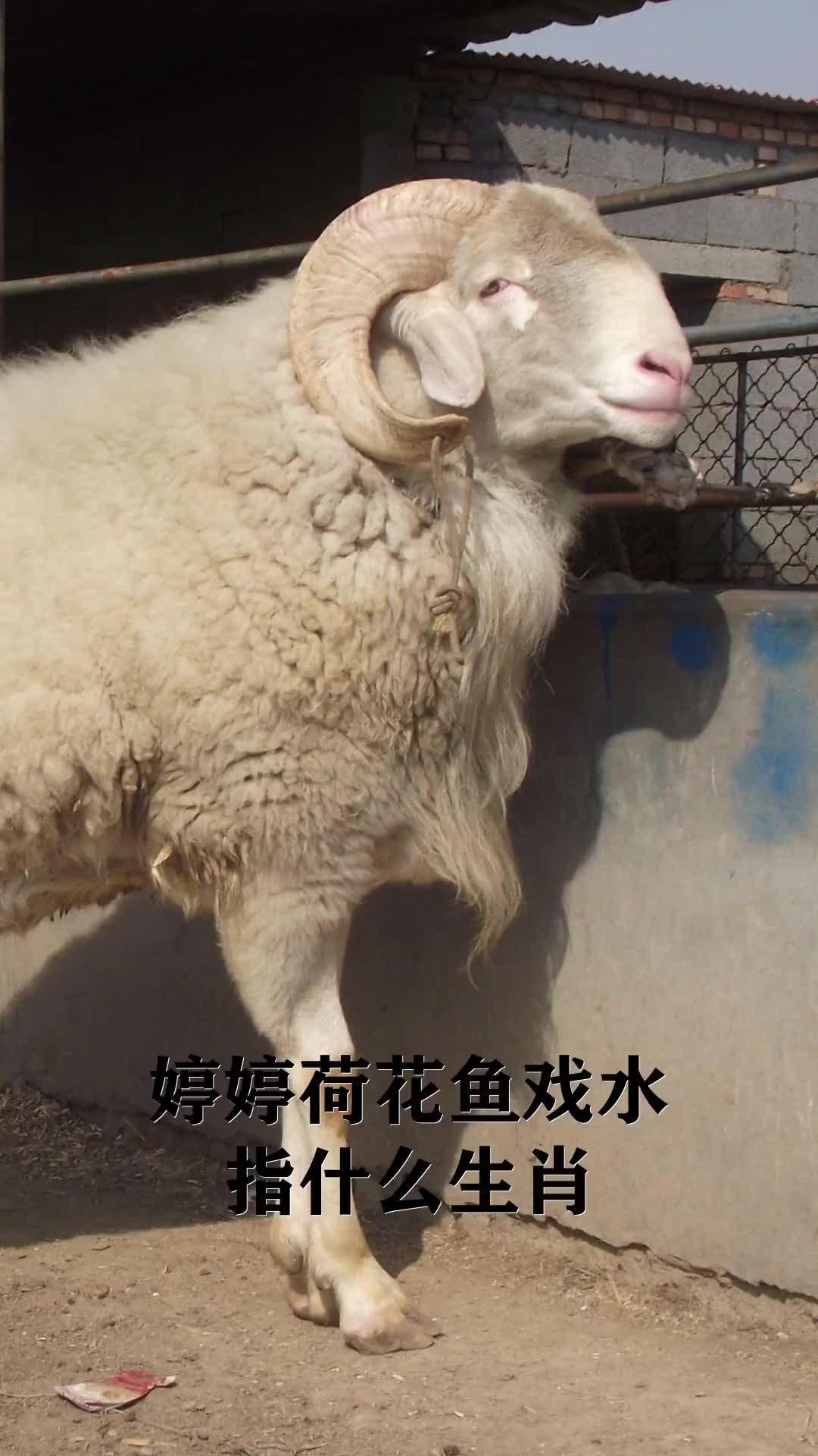 学习动物小知识,婷婷荷花鱼戏水指什么生肖