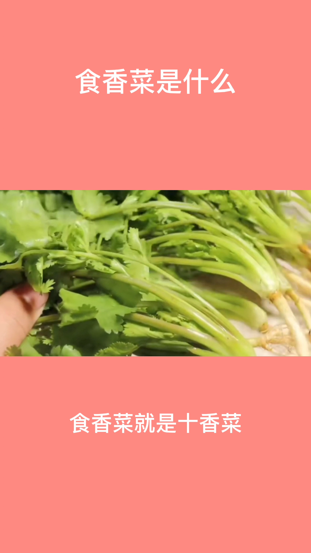 食香菜是什么  