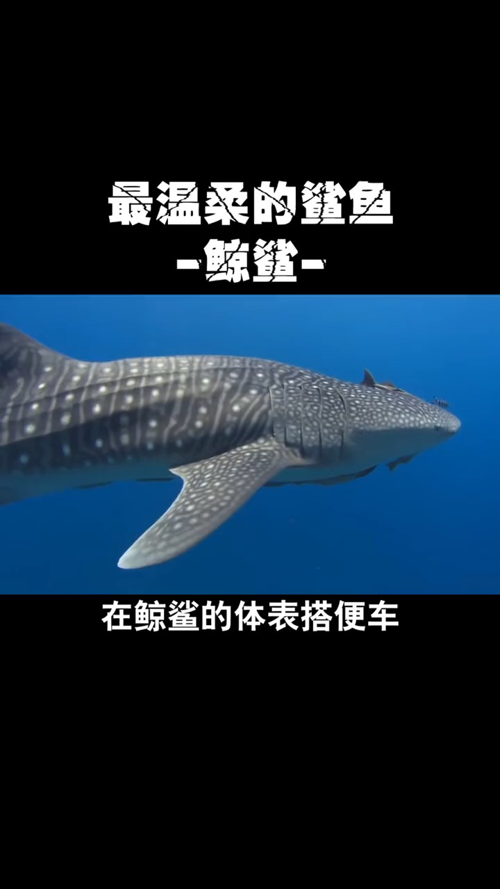 #神奇动物在这里#最温柔的鲨鱼,鲸鲨