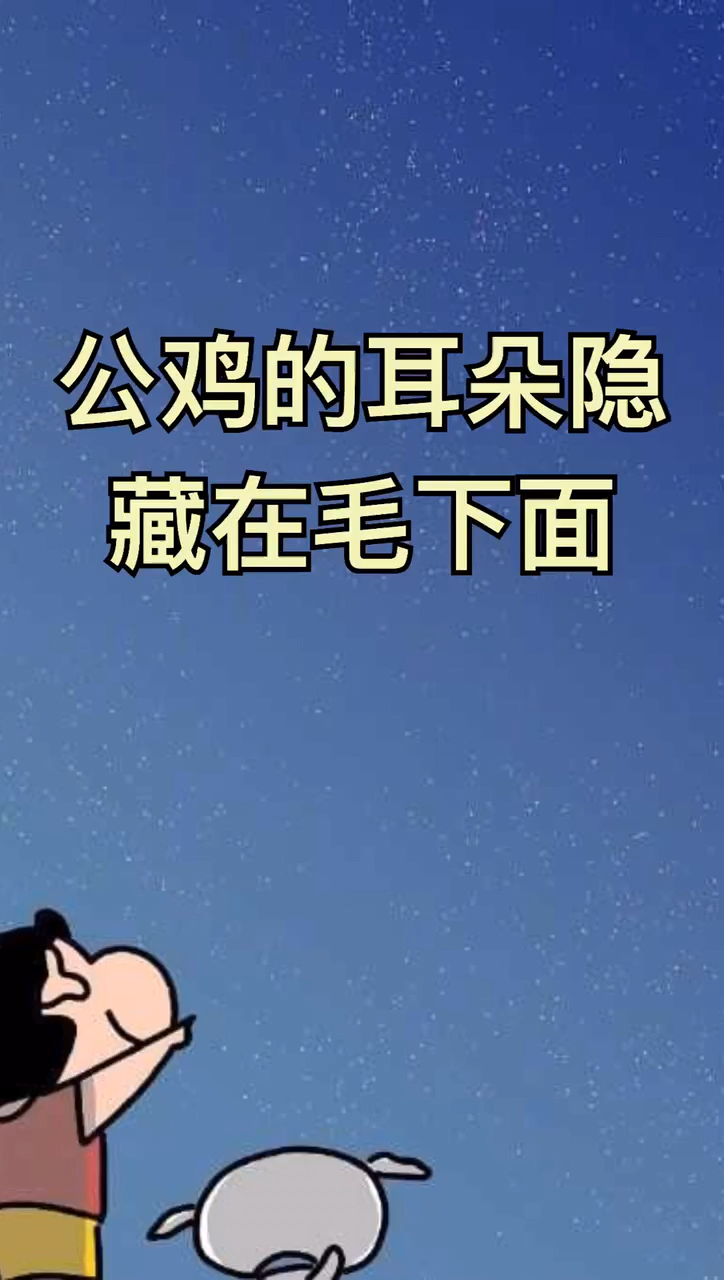 鸡的耳朵有什么作用?