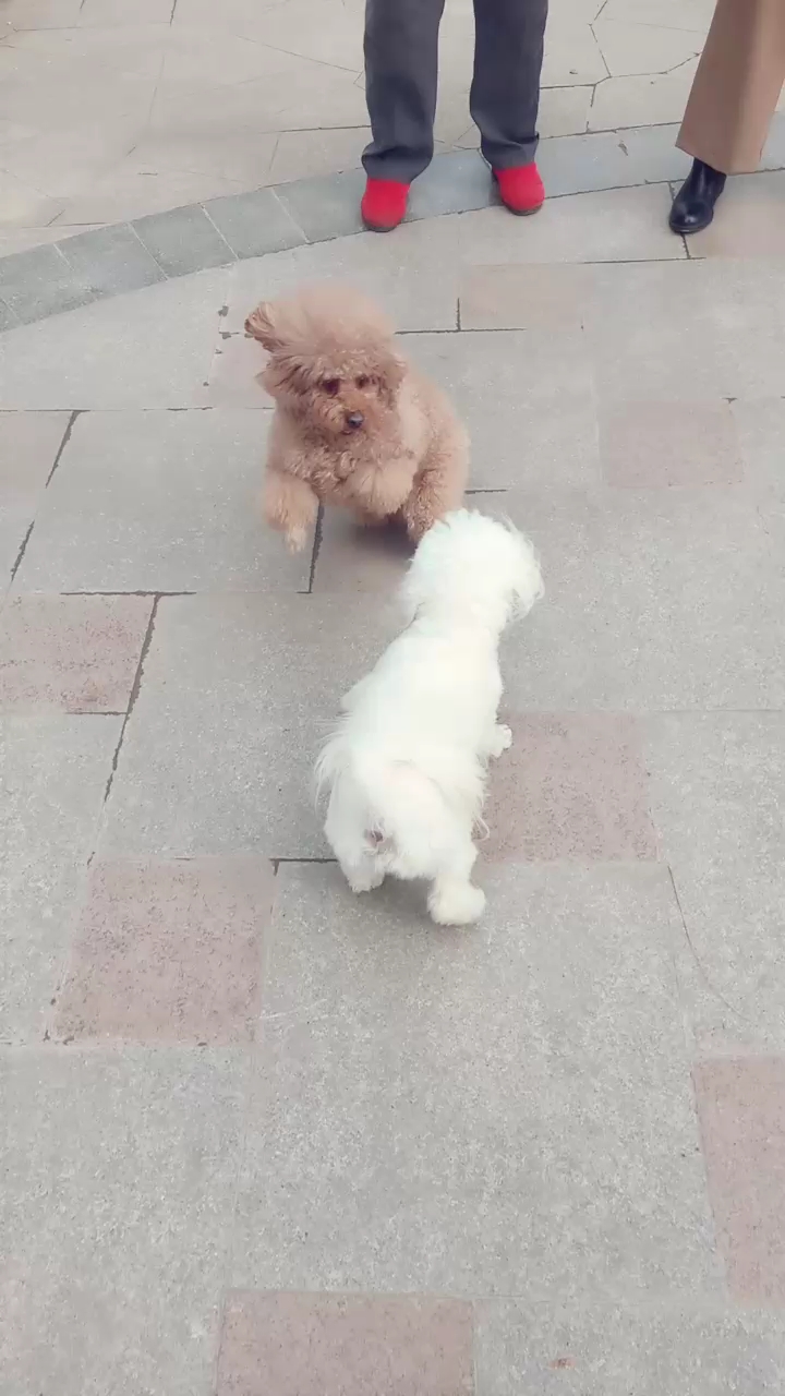 两小无猜青梅竹马的一对小狗狗