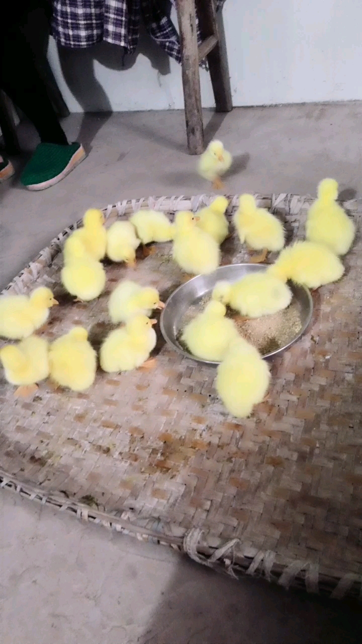 我家的小鹅