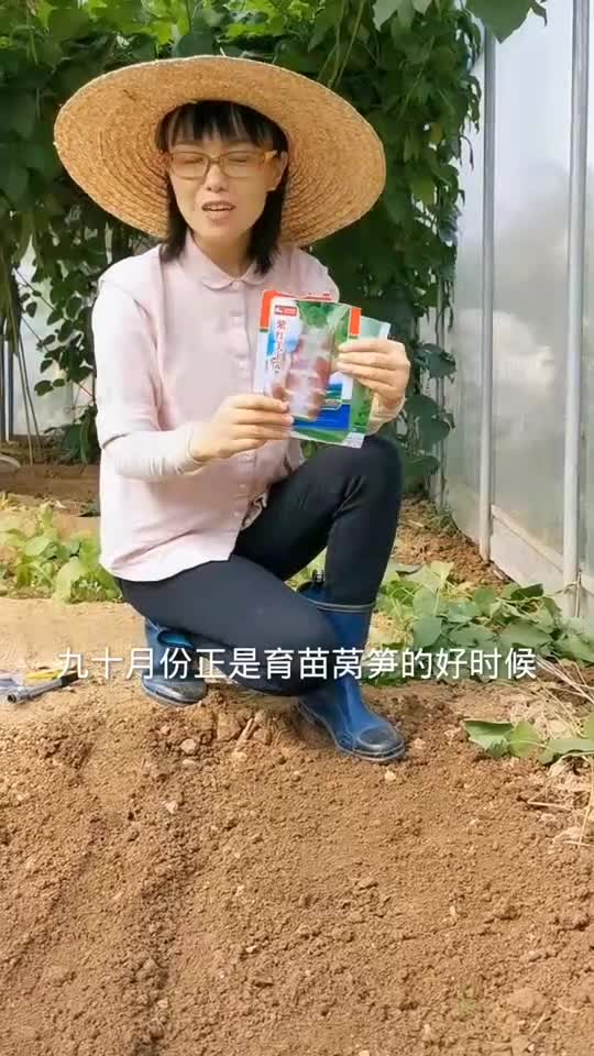 莴笋该育苗了,你播种了没有?