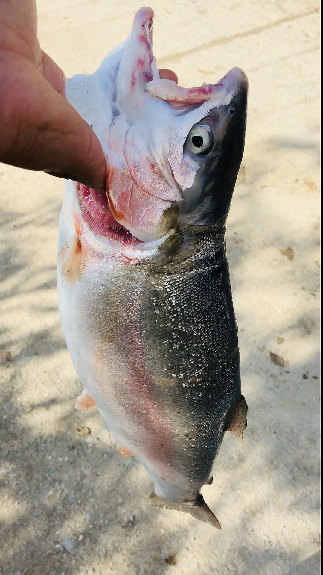 正宗三文鱼 又称高原虹鳟鱼